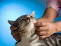 Soins du chat : optez pour la médecine douce