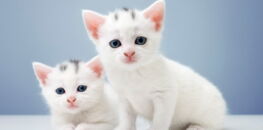 On vous dit tout sur les poils de chat !