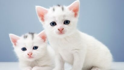 5 astuces de génie pour retirer les poils de chats et chiens sans