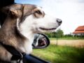 Vacances : des conseils pour bien gérer les transports avec son animal