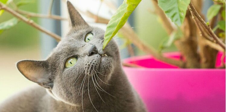 Recette Vermifuge Maison Pour Chat | Ventana Blog