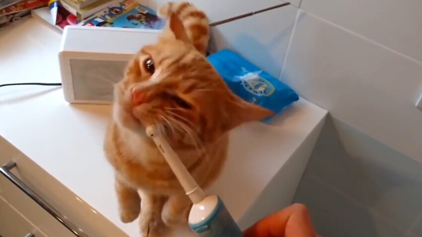 Video Un Chat Prend Son Pied Avec Une Brosse A Dents Electrique Femme Actuelle Le Mag