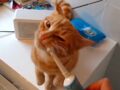 Vidéo - Un chat prend son pied... avec une brosse à dents électrique !