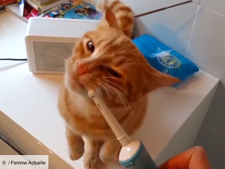 Vidéo Un Chat Prend Son Pied Avec Une Brosse à Dents