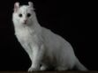 L'american curl : le chat aux oreilles en croissants de lune