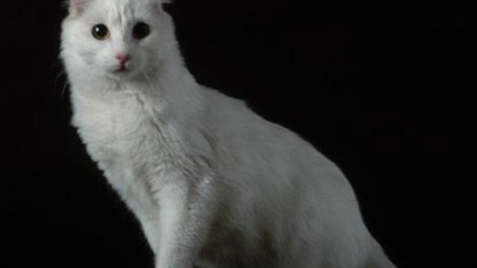 L'american curl : le chat aux oreilles en croissants de lune