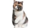 L'exotic shorthair : une chat tout en rondeurs