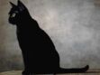 Le bombay : un chat aux allures de panthère