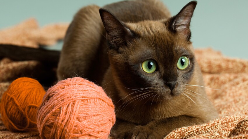 Couleur Zibeline Le Burmese Un Chat Doux Comme De La Soie Femme Actuelle Le Mag