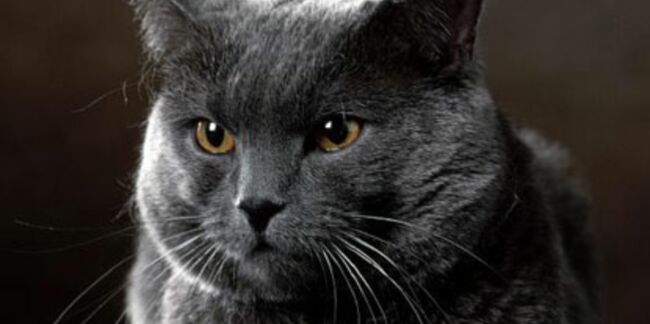 Le chartreux : un chat aux airs de nounours