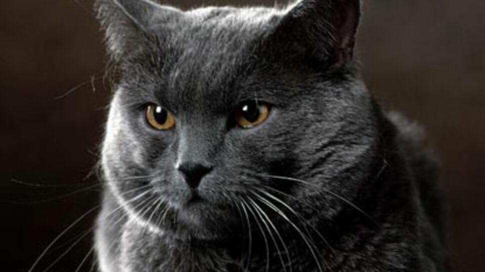 Le chartreux : un chat aux airs de nounours
