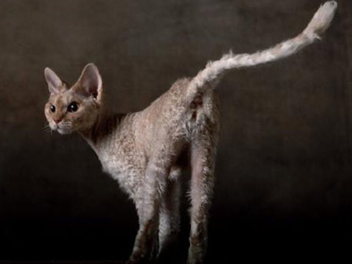 Le Devon Rex Une Bille De Clown Femme Actuelle Le Mag