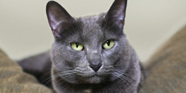 Le korat, un chat aux yeux de jade