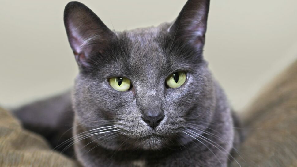 Le korat, un chat aux yeux de jade