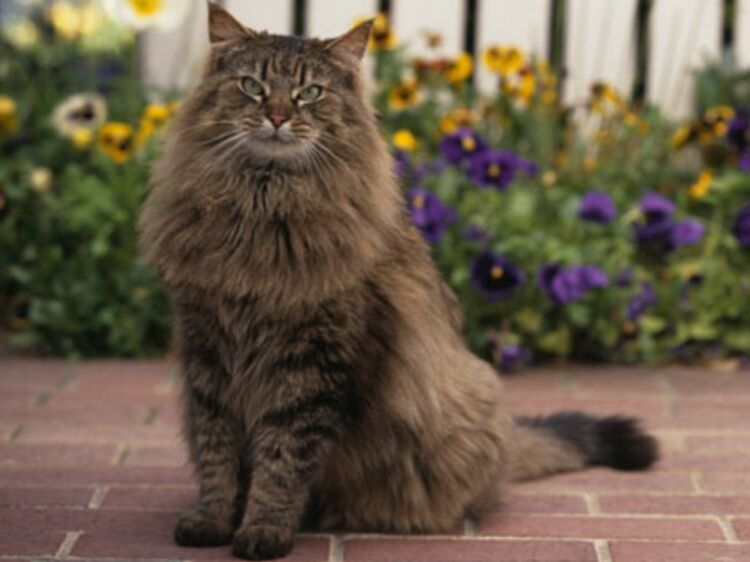 Une douceur sans égale , Le chat maine coon, un géant américain Femme Actuelle Le MAG