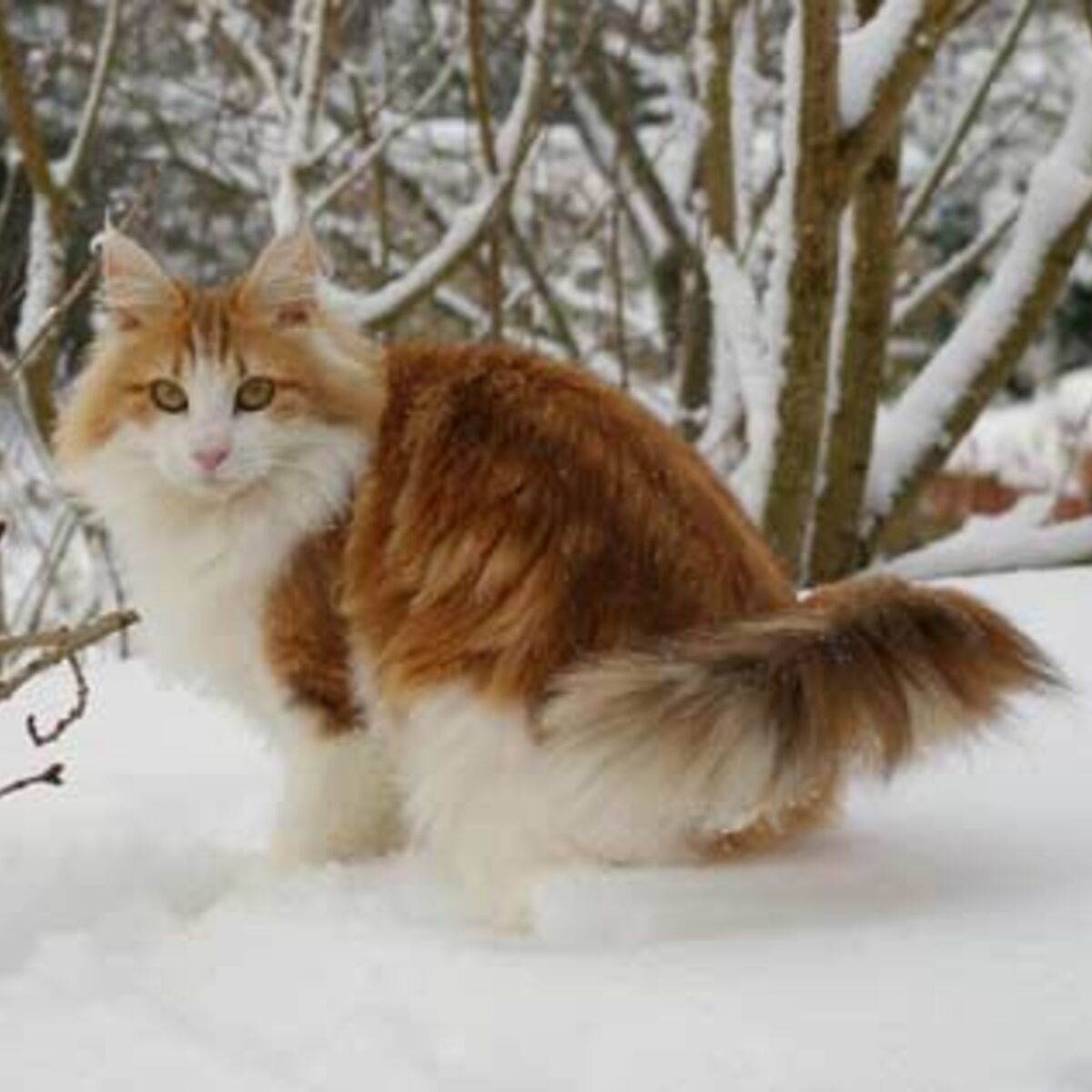 Le Norvegien Un Chat Robuste Femme Actuelle Le Mag