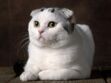 Le scottish fold : le chat casquette