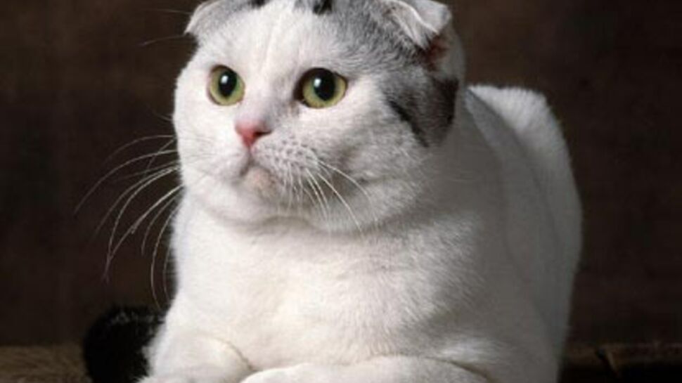 Le scottish fold : le chat casquette