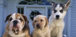 Tout Savoir Sur La Création De Races De Chiens Ou De Chats