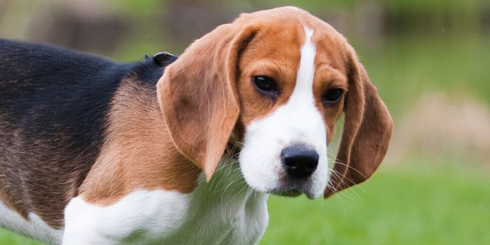 Le beagle : un chien doux et polyvalent
