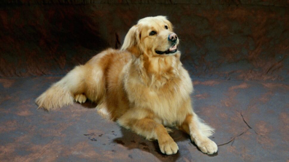 Le golden retriever, un chien gentleman farmer