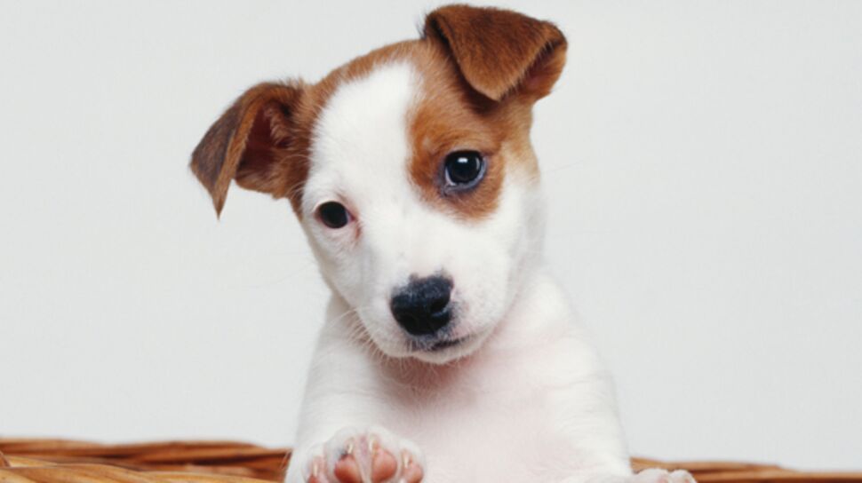 Le Jack Russel Terrier : un petit chien très actif
