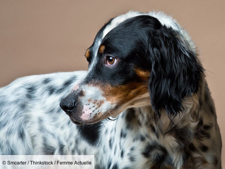 Le setter anglais un chien de race beau et bon la fois Femme