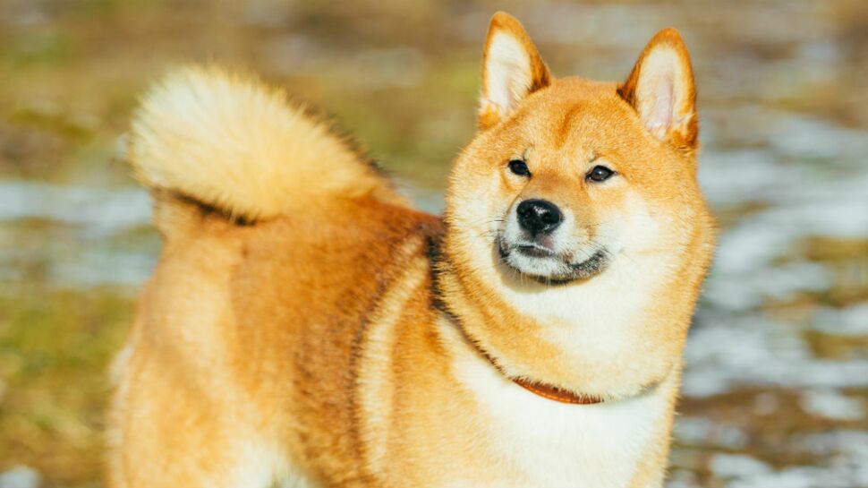 Le Shiba inu, un chien venu du Japan