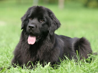 Un Vrai Chien De Famille Le Terre Neuve Un Chien à Laise