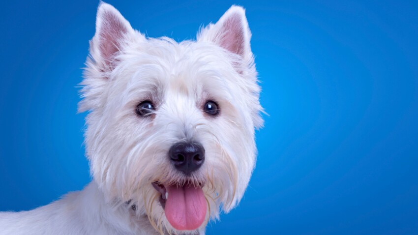 Le West Highland White Terrier Une Bouille A Bisous La Revanche D Un Vilain Petit Canard Femme Actuelle Le Mag