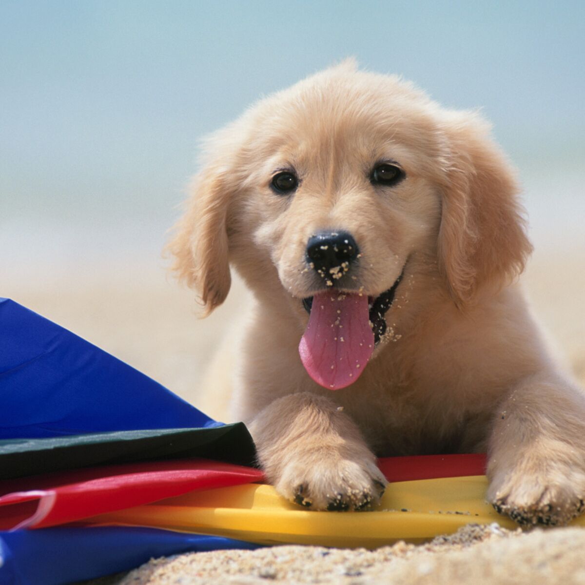 Le Labrador Un Chien Terriblement Seduisant Une Etonnante Faculte D Adaptation Femme Actuelle Le Mag