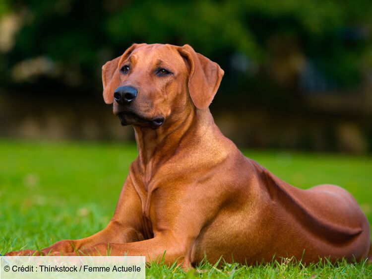 Le rhodesian ridgeback un baroudeur Femme Actuelle Le MAG