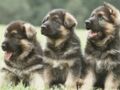 Classement officiel des chiens de race préférés des français