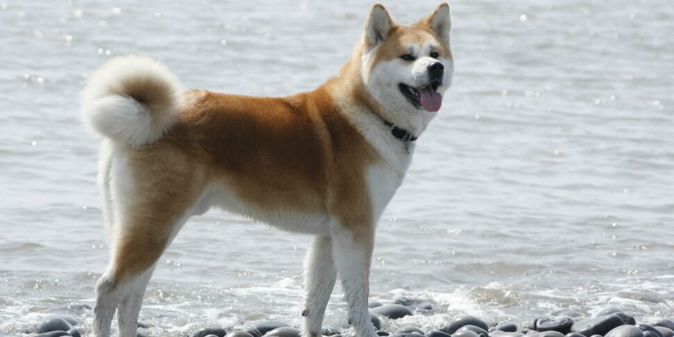 l'akita inu, un chien très observateur