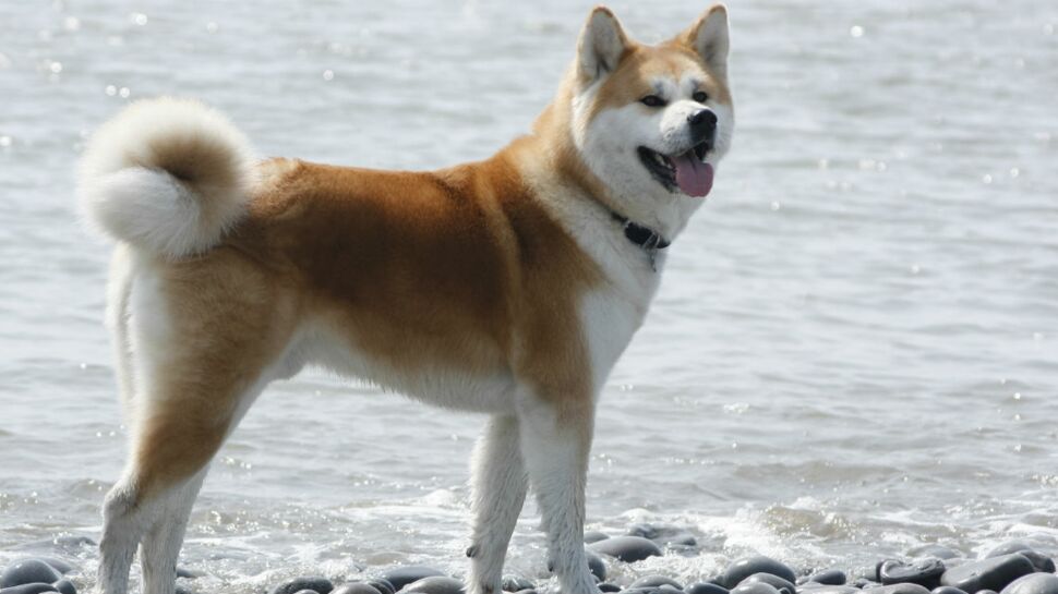 l'akita inu, un chien très observateur