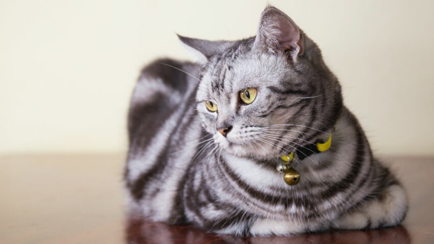 L American Shorthair Un Chat Rustique Femme Actuelle Le Mag