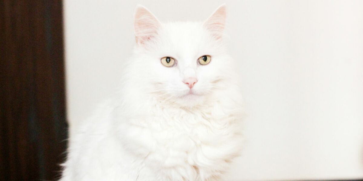 L Angora Turc Un Chat Gracieux Aux Pattes De Velours Femme Actuelle Le Mag