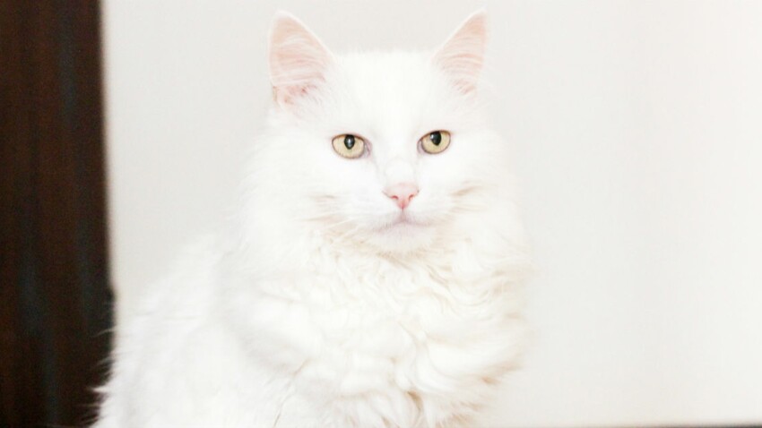 L Angora Turc Un Chat Gracieux Aux Pattes De Velours Femme Actuelle Le Mag