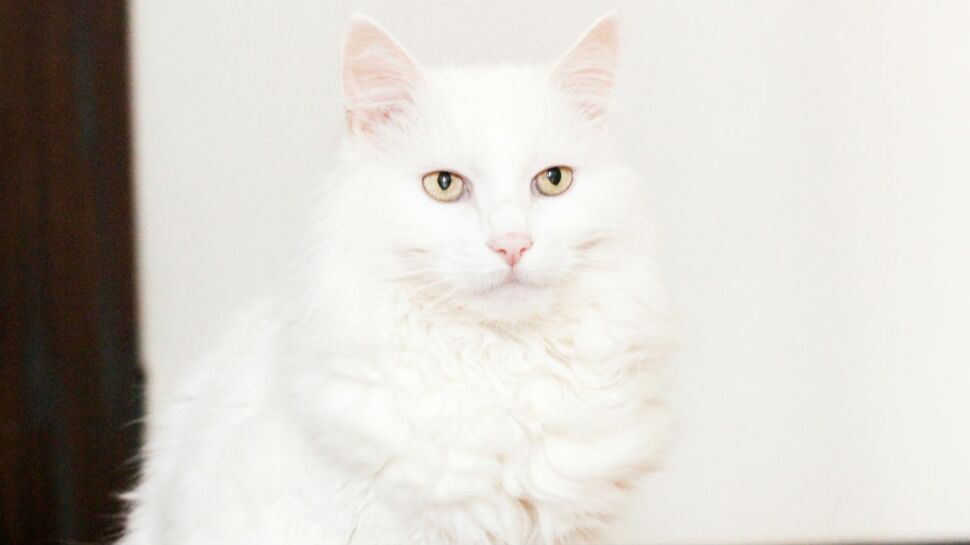 L’angora turc, un chat gracieux aux pattes de velours