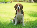 Le beagle, un chien sportif