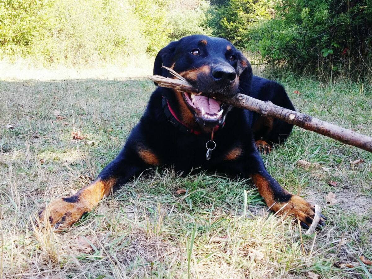 Le Beauceron Un Chien Qui Impressionne Femme Actuelle Le Mag