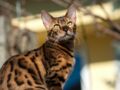 Le bengal, un chat léopard