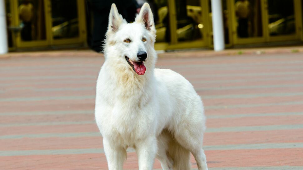 Le berger blanc suisse, un chien d’une grande sensibilité