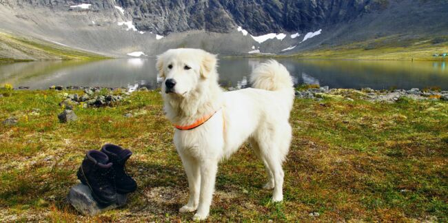 Le berger d’Anatolie, un chien qualitatif