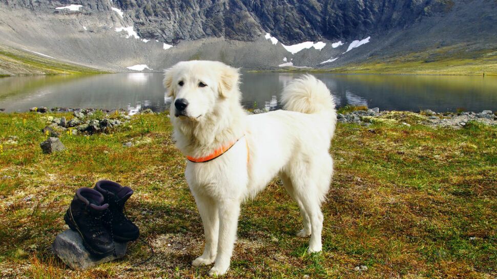 Le berger d’Anatolie, un chien qualitatif