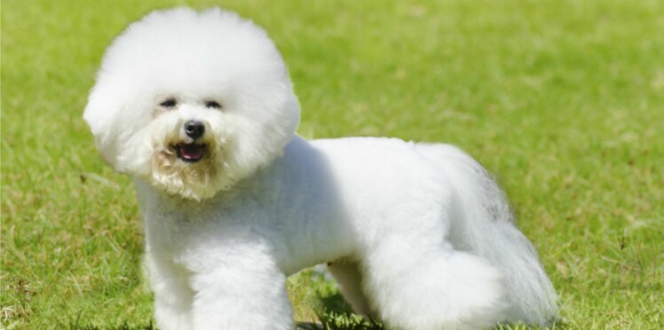 Le Bichon Frisé Un Chien Pétillant Femme Actuelle Le Mag