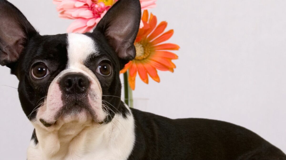 Le boston terrier, un chien très gentleman : Femme Actuelle Le MAG