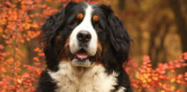 Le Bouvier Bernois Un Chien De Garde Pacifique Enrôlé Dans