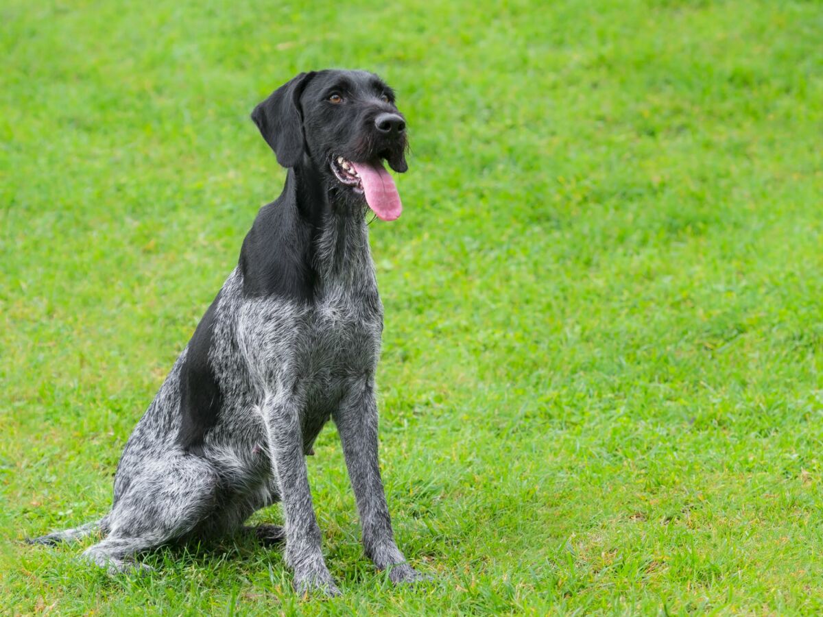 Le braque allemand un chien r sistant Femme Actuelle Le MAG