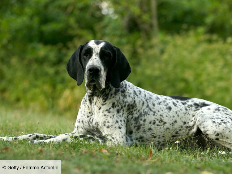 Le braque fran ais un chien de chasse avant tout Femme Actuelle